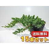 【ノーブランド品】ブルーパシフィック長さ20cm前後15cmポット【15本セット】