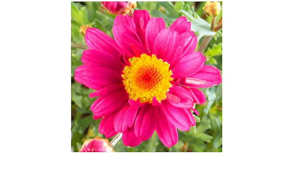 Amazon マーガレット モリンバ サッシー コンパクトディープローズ 10 5cmポット苗 花