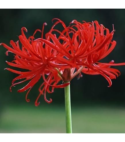 Amazon | リコリス ラジアータ 球根 15球 彼岸花 ヒガンバナ 曼珠沙華