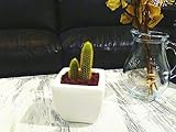 サボテン ミニ 黄金紐 観葉植物 鉢植え インテリア ホワイトスクエアポット