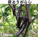 甘 とうがらし 苗 紫とうがらし