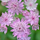 【宿根草】アストランチア「フローレンス」