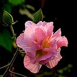 100pcs混合色のハイビスカスMutabilisシーズガーデンコートヤード年草植物