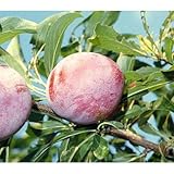 果樹苗 スモモ サンタローザ 1年生苗