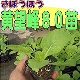 白菜 黄望峰８０（きぼうほう） 9cmポット苗 5ポットセット