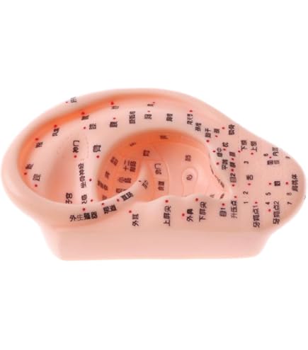 Amazon.co.jp: 耳鍼モデル人体モデル - 16センチメートル耳鍼圧力