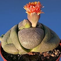 Amazon.co.jp: レア 多肉植物 リトープス 三面体 おばけ 6点 抜き苗