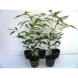 【10本セット】 シラカシ 樹高0.5m前後 10.5cmポット 白樫・白橿 しらかし ポット入り生垣用 苗木 植木 苗 庭木 生け垣