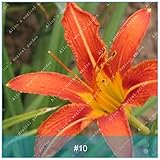 2個の珍しい色Zephyranthes球根盆栽根茎植物（Zephyranthesの種ではない）ホームガーデン10のタマネギの球根