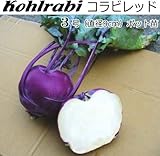 コールラビ 苗 コラビレッド 5ポットセット