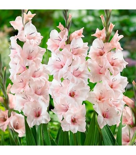 Amazon.co.jp: 頑張って植えて下さい! クルクマ シャローム きている