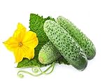 Japanese cucumber,Cucumis sativus Linn,Cucumber vegetable seeds grow faster - 100 Seed particles