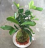 苔玉盆栽（ハイゴケ）