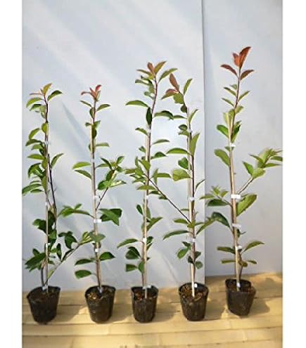 Amazon.co.jp: 苗/苗木 【5本セット】 レッドロビン 樹高0.8m前後 15cm