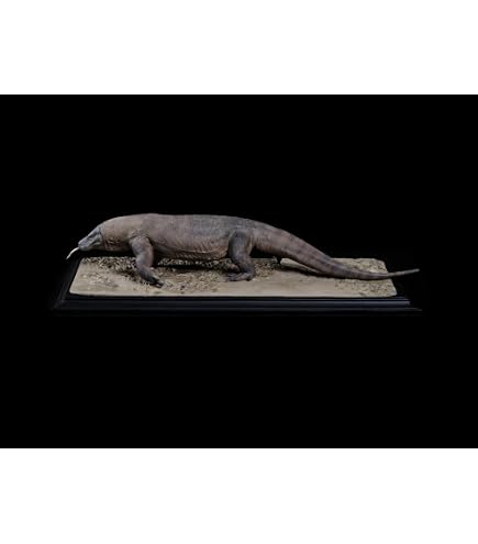 Amazon.co.jp: 動物惑星 ワニガメ plus 29CM級 爬虫綱 カメ目