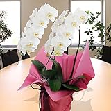 開業祝い 開店祝い 移転祝い 胡蝶蘭 生花ギフト 2本立 白 エーデルワイス 花工房