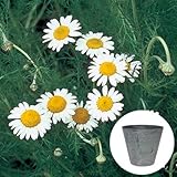 ローマン カモミール 栽培 セット / ハーブ / アートストーン 鉢 プランター / 貯水機能 付 / グレー