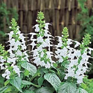 Amazon サルビア 種 ユキプルコ 小袋 約40粒 サルビアの種 花