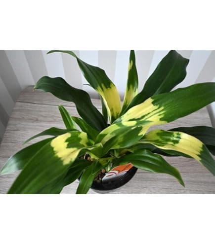 Amazon｜陶器鉢植えおもと観葉植物 斑入り葉万年青宝船万年青 万年青6