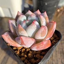 No.547 ❁モンローQ❁ 抜き苗 多肉植物 寄せ植え 51xDYNHTPCL._AC_UL210_SR210,