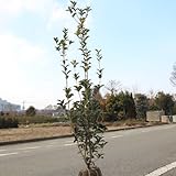 庭木：ヒイラギモクセイ　樹高：約120cm