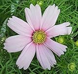 100 +コスモスデイドリーム（Cosmos Bipinnatus）の種子園芸花CombSH I48