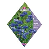 [春・秋まき　花タネ][フランス花の種]ヤグルマギク ジュビリージェム 1袋 ノーブランド品