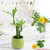 キュートみかげの鉢 レモンライム(φ7.0×H7.0cm)(ハイドロ苗6φに対応)