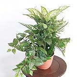 山久 シルクフラワーの「アクラオネマ＆モンステラアソートの鉢植40」 1903-2206 【CT触媒加工】【人工観葉植物】【造花】