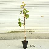 庭木・植木・果樹：キウイフルーツ “トムリorジャンボイエロー（オス・受粉樹）”* (ジャンボイエロー（黄色系）)