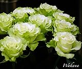 バラ苗 ワカナ (HT) 【FG 白のかくれんぼ】国産苗 大苗 6号ポット 緑色 バラ 苗 四季咲き 木立ち 大輪 ハイブリッドティー 薔薇