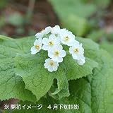 山野草:サンカヨウ (山苛葉) 12cmポット2芽株苗5ポットセット【紫桜館山の花屋】