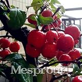 新送料無料】10個入り中国家宝ミラクルフルーツフルーツ種子レッドシークレットフルーツのようなチェリーベリーデリシャス