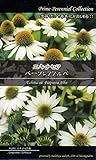エキナセア　パープレアアルバ Prime Perennial Collection　花　約３粒