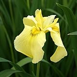 【2018年夏～　開花見込み株】【山野草】花菖蒲「みちのく黄金」