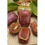 極甘サルナシ：紫香（しこう）4号ポット ノーブランド品