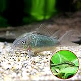 (熱帯魚)ブロキス・スプレンデンス(ブリード)(3匹) + オトシンクルス(3匹) 本州・四国限定[生体]