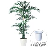 エフプランター 人工観葉植物-アレカヤシ株立-200-9号鉢-懸崖鉢