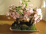 ホーム＆ガーデン5シードのための稀な日本の桜の種の桜の種子盆栽植物