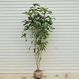 庭木：カクレミノ　H：約120cm