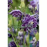 八重咲オダマキ：クリスタバロー3号ポット3株セット ノーブランド品