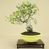 いよじ園 ピラカンサ / 根上り （小品盆栽） 【雑木盆栽】いよじ園