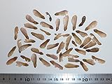 【モミジ・カエデの種】アメリカハナノキ（ベニカエデ） 種子50粒 Red maple Northern 50 seeds