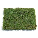 コケ・ハイ苔(ハイゴケ 這苔 ネットマット)緑の絨毯 8枚セット グランドカバー 植木 庭木 苗木