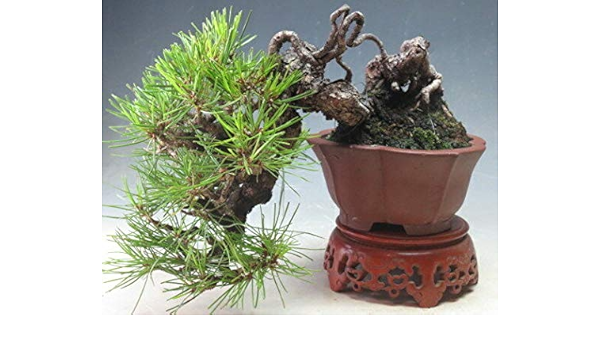 Amazon 実生35年生 赤松 懸崖 根上がり の小品盆栽 現品 花 観葉植物 フラワーギフト オンライン通販