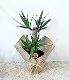【各種お祝い・ご自宅用に】 観葉植物 ユッカ 6号