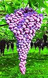 紅三尺ぶどう(巨大房ぶどう)【10月～11月が植え時の果樹苗10.5cmポット/1個/即出荷】【送料込み価格】