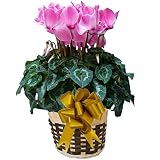 【 予約 】 さかもと園芸　達人のシクラメン　【 シューベルトシャワー 】　花鉢植え　ギフト　プレゼント　贈答品　クリスマス　お歳暮