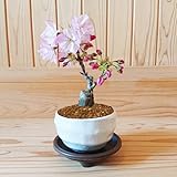 桜盆栽：ミニ旭山桜(白丸変形鉢)*受け皿付き 誕生日祝お試し盆栽一才桜ギフトgift プレゼントさくら お花見bonsai