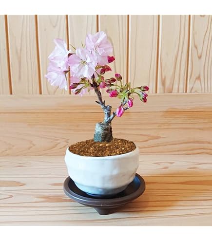 Amazon.co.jp: 盆栽 花芽付！皐月（サツキ）（日の丸）(4523) 【現品